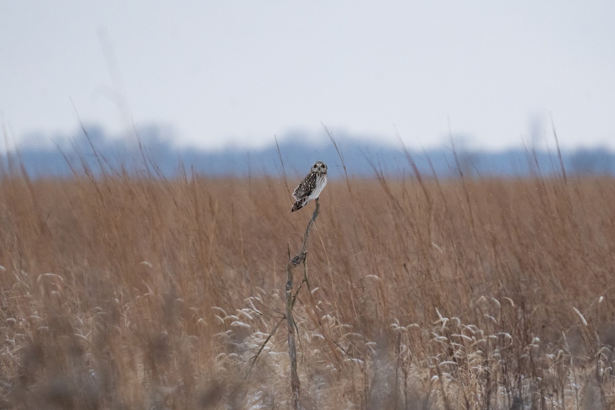 Hibou des marais - ML401786631