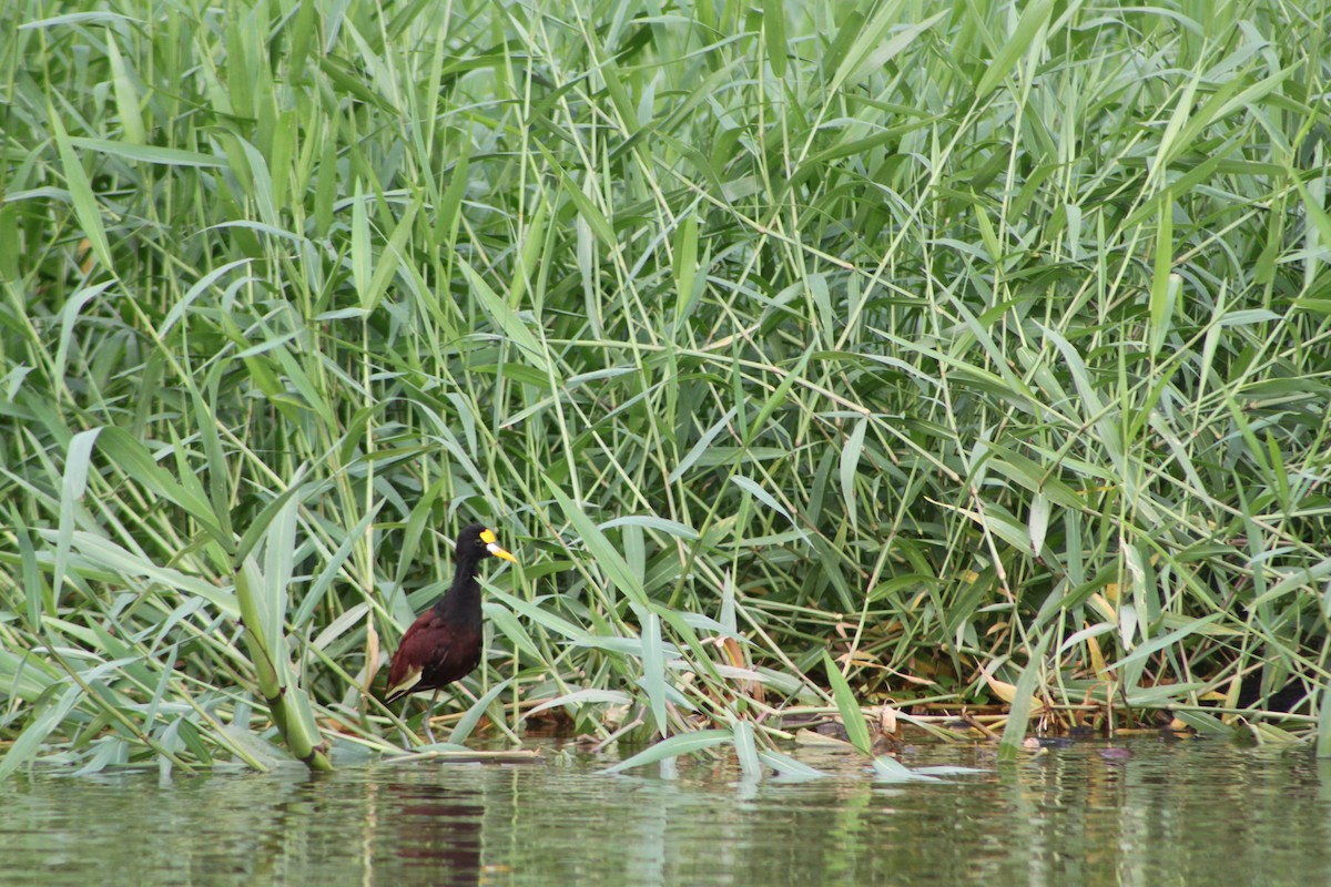 Northern Jacana - ML40178691