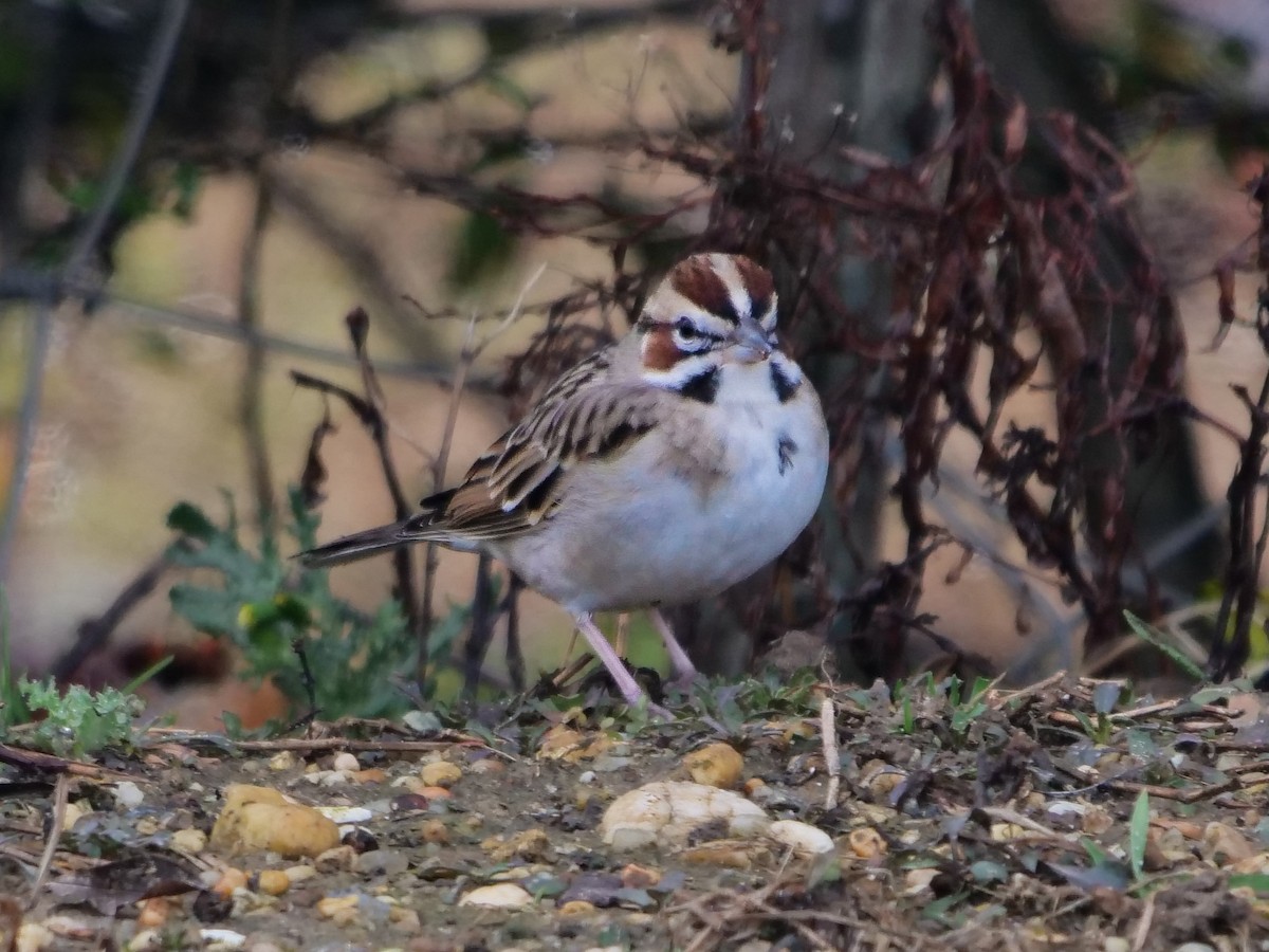 Lark Sparrow - Roger Horn