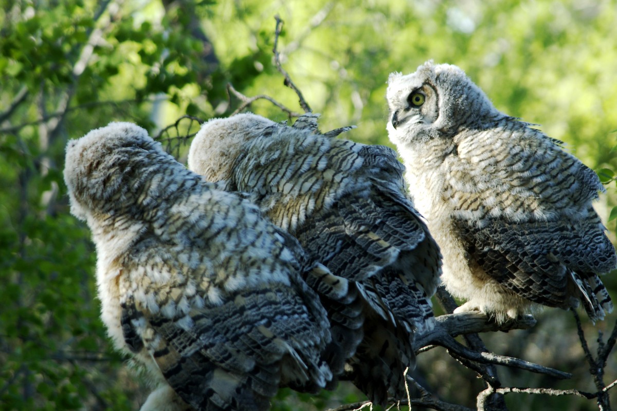 Great Horned Owl - Wendy van Dijk