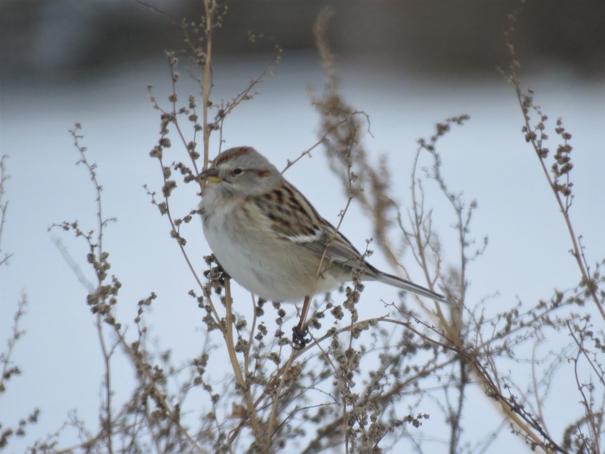 American Tree Sparrow - ML401790261