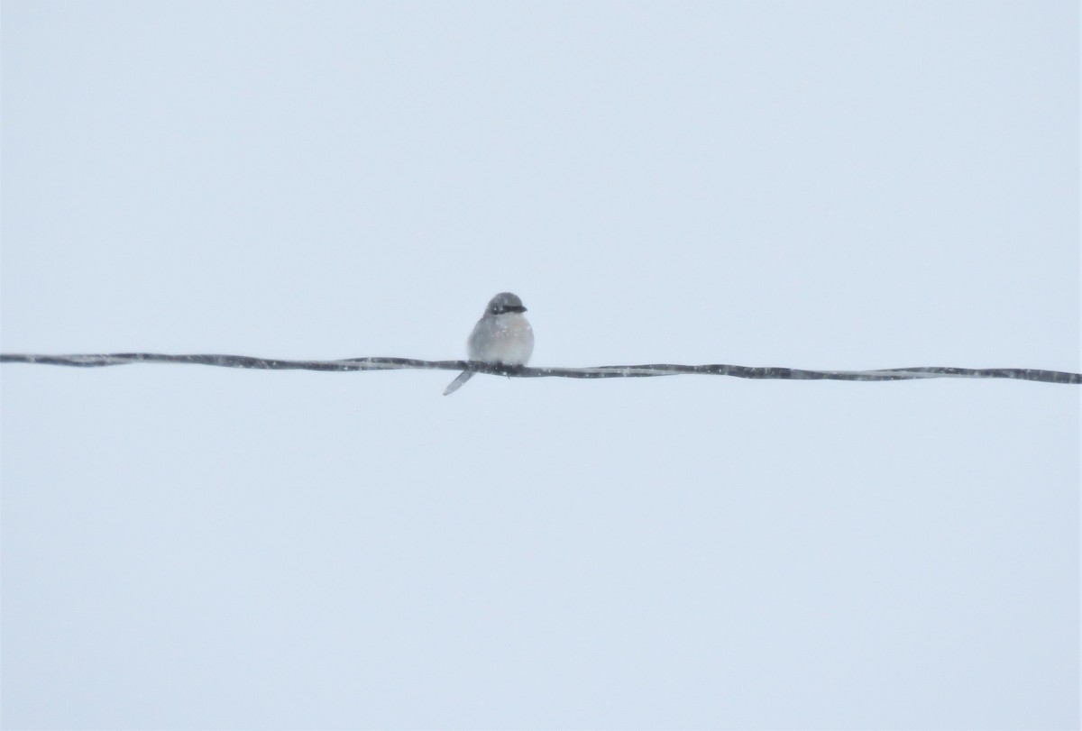 Antzandobi boreala - ML401790531