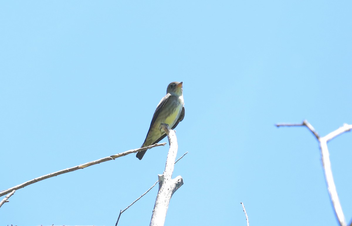 Olive-sided Flycatcher - ML401790591