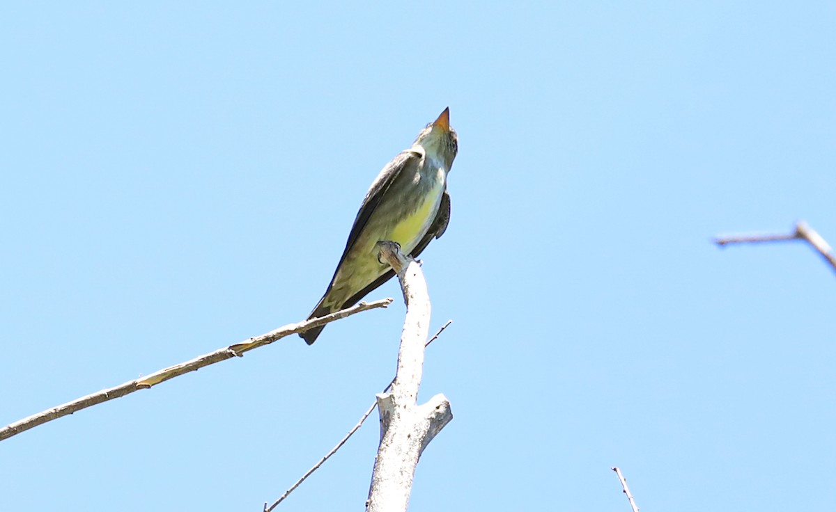 Olive-sided Flycatcher - Chris McCreedy - no playbacks