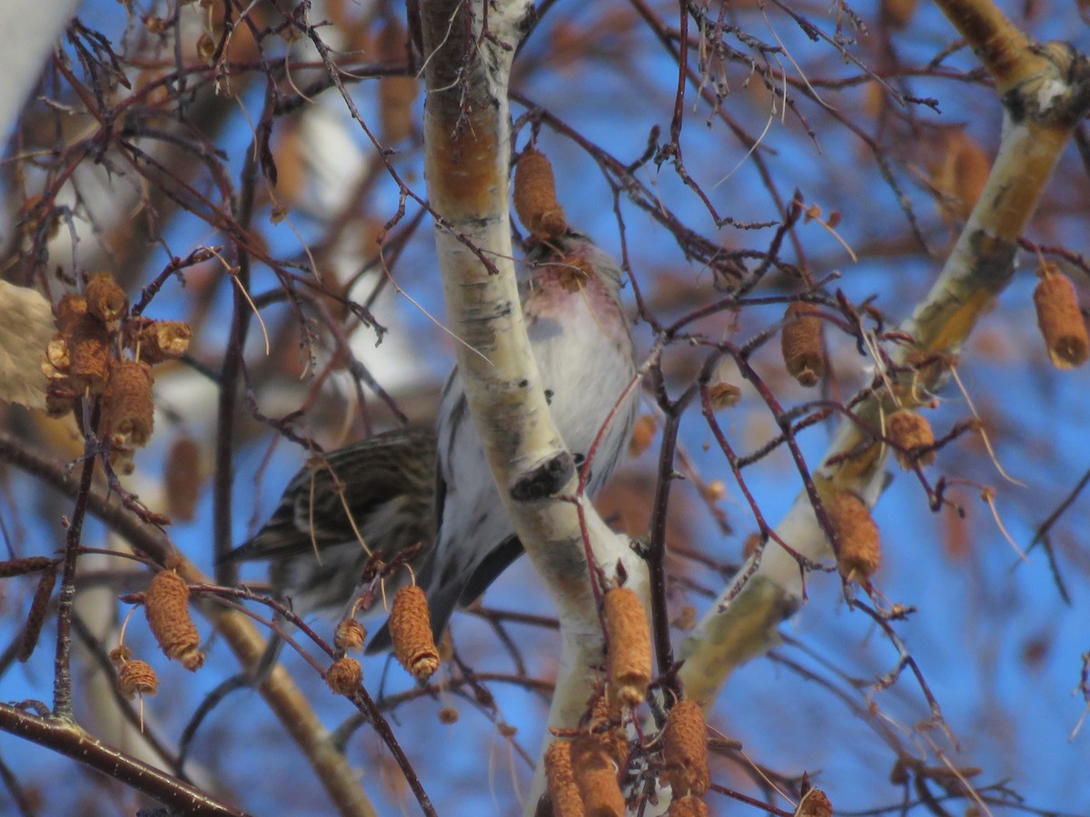 Redpoll (Common) - ML401790661