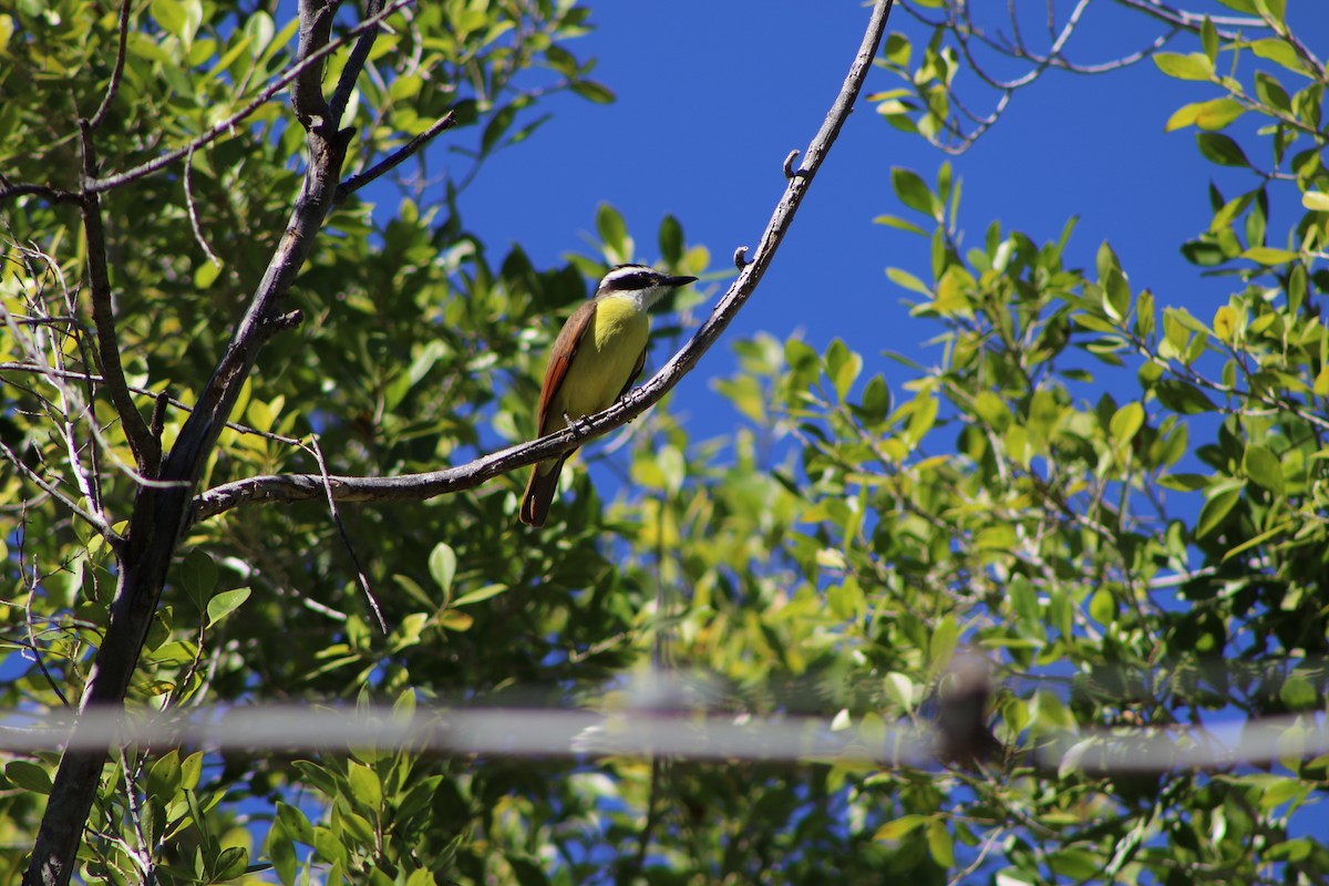 Great Kiskadee - ML401791891