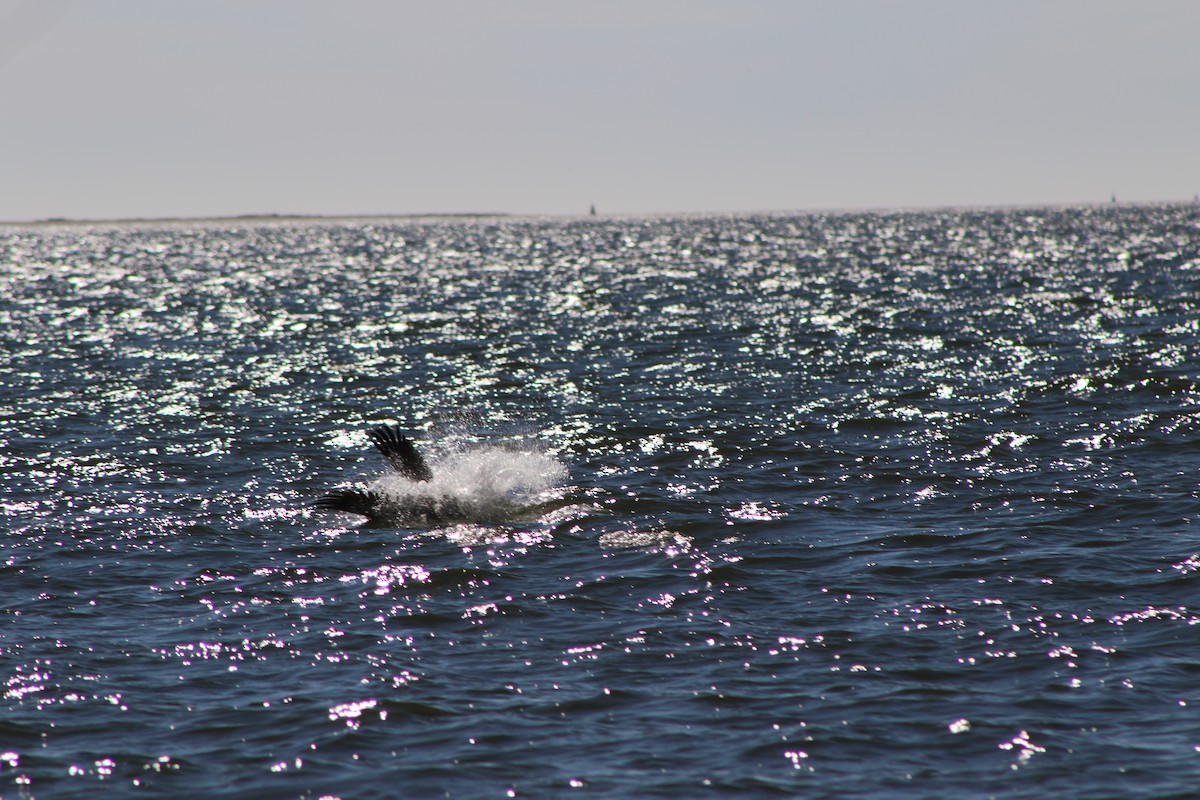 Brown Pelican - ML401793991