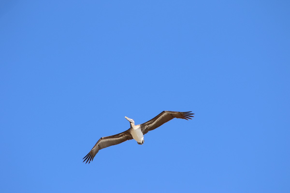 Brown Pelican - ML401794091