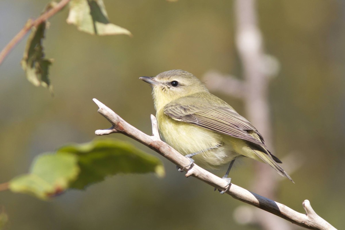 Philadelphia Vireo - Doug Hitchcox