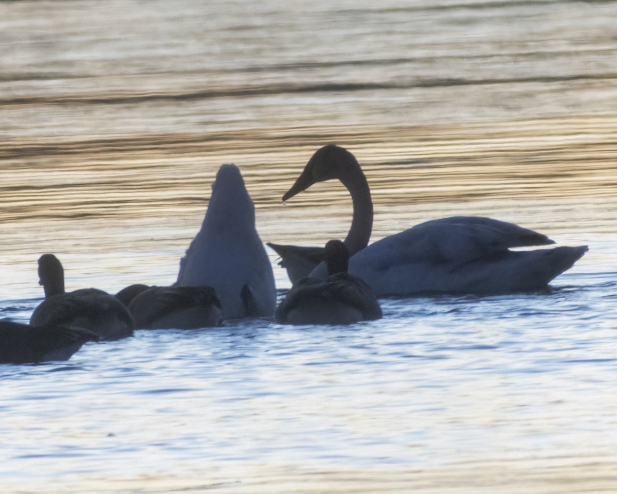 Cygne trompette - ML401795061