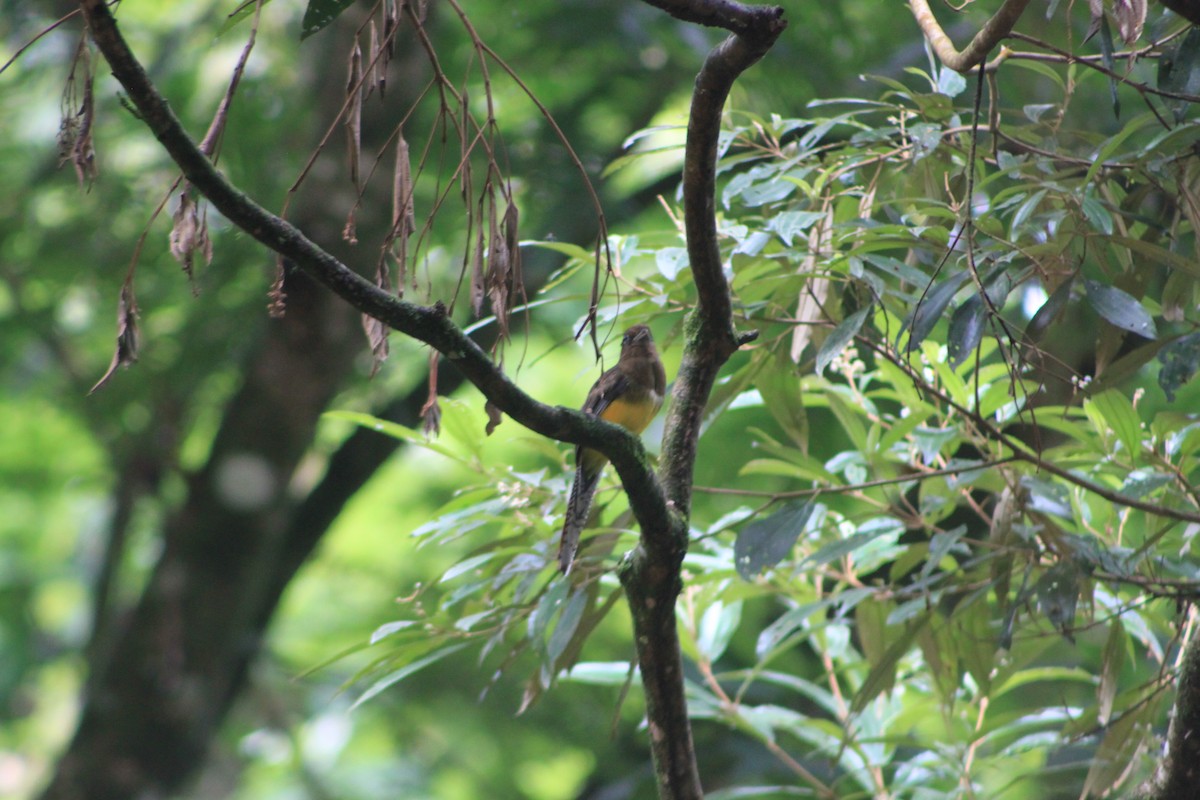 Northern Black-throated Trogon - Heidi Warner