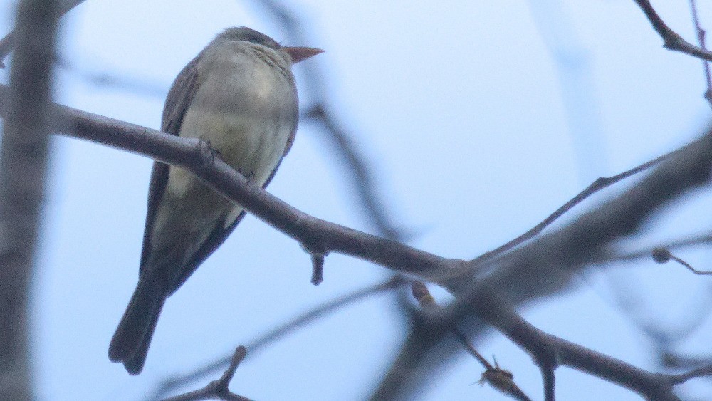 Greater Pewee - ML401795551