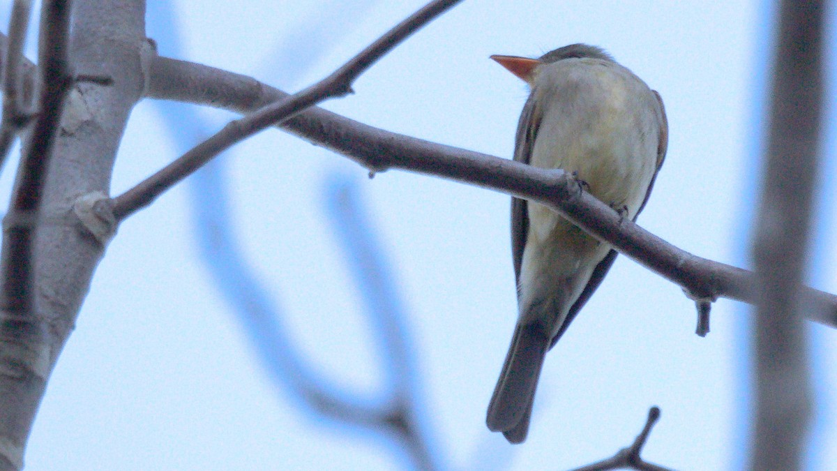 Greater Pewee - ML401795591