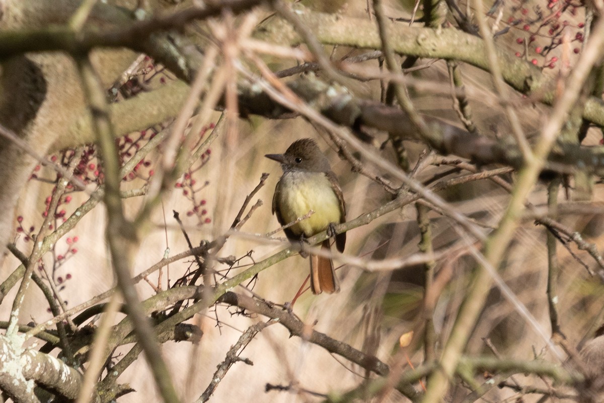 Great Crested Flycatcher - ML401797071