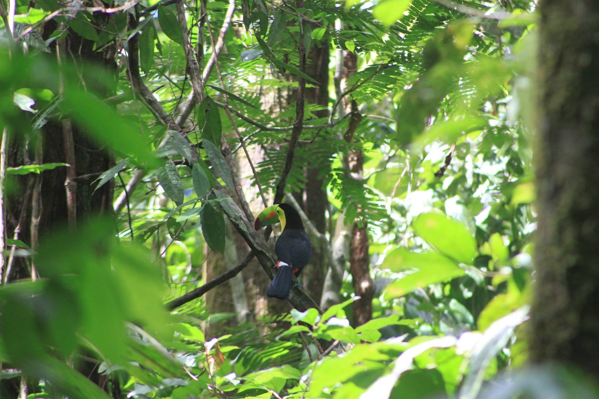 Keel-billed Toucan - Heidi Warner