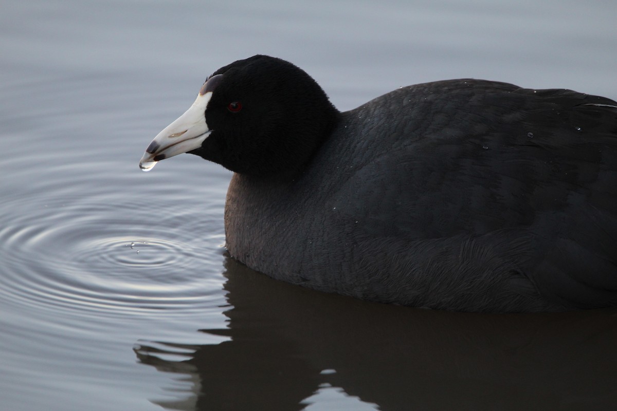 American Coot - ML401797901