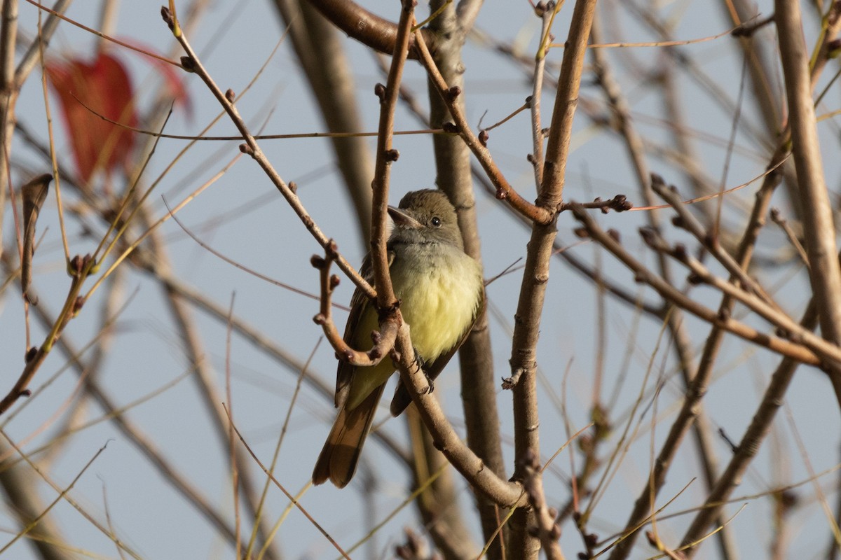 Great Crested Flycatcher - ML401798151