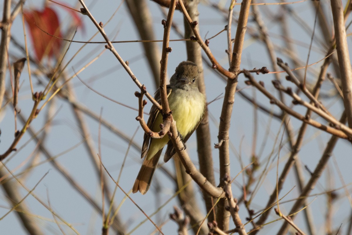 Great Crested Flycatcher - ML401798181