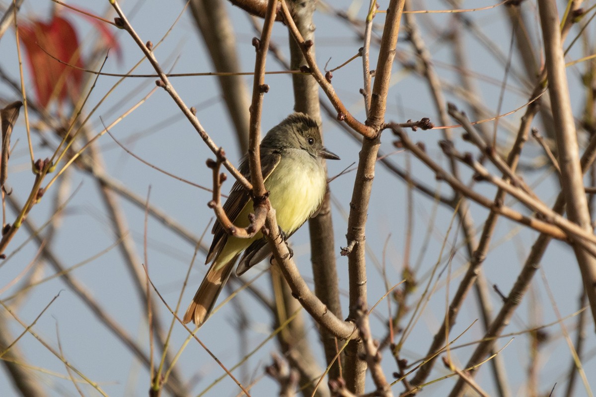 Great Crested Flycatcher - ML401798201