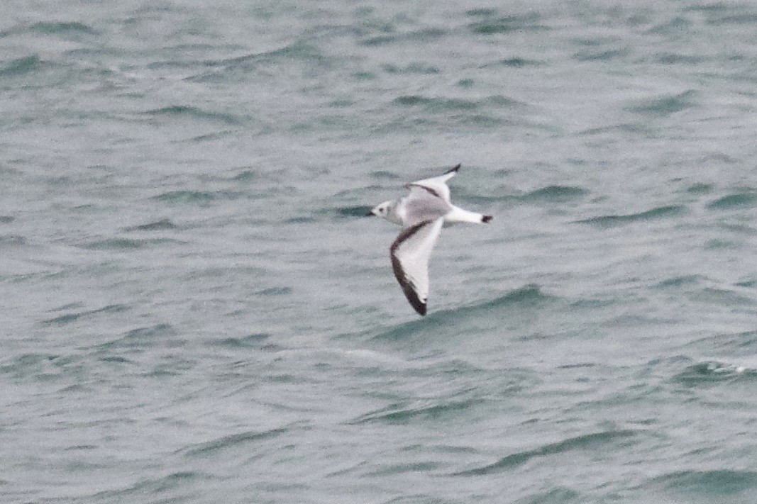 Black-legged Kittiwake - Ezra J. Campanelli