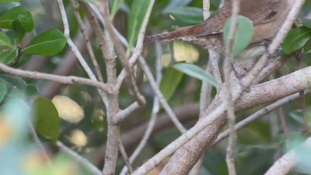 House Wren (Northern) - ML401800471