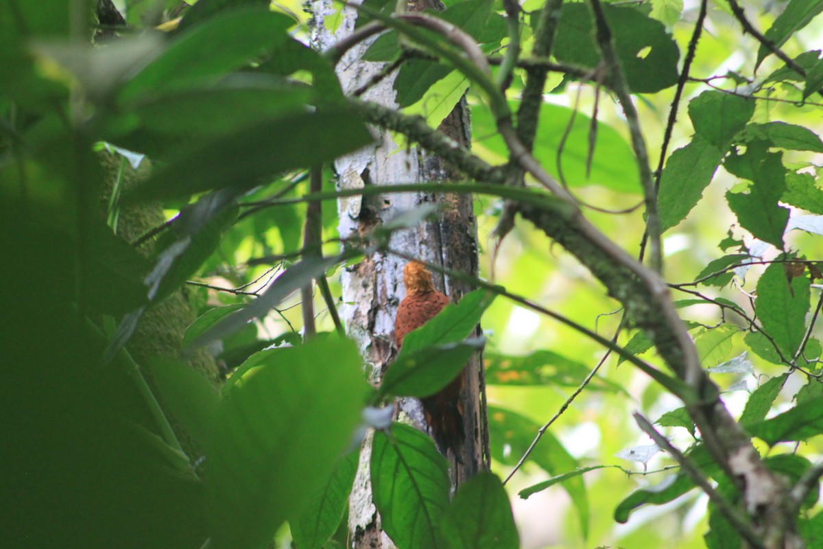 Chestnut-colored Woodpecker - Heidi Warner