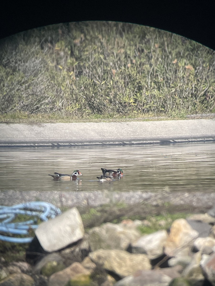 Wood Duck - ML401800731