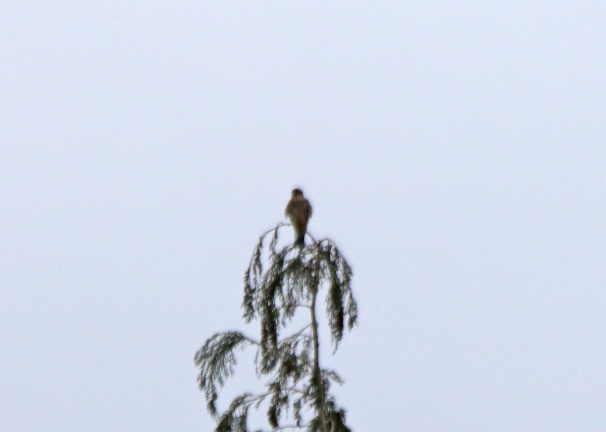 Boz Doğan (columbarius) - ML401802751