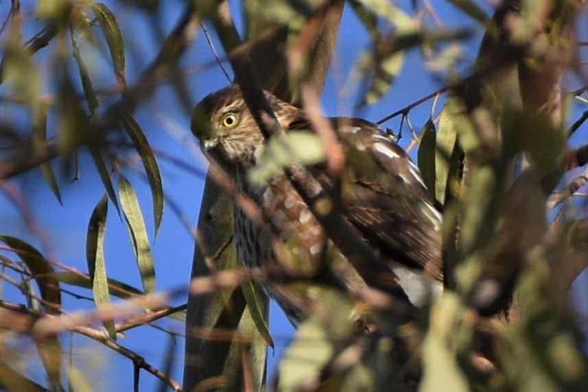 Sharp-shinned Hawk - Thomas Van Huss