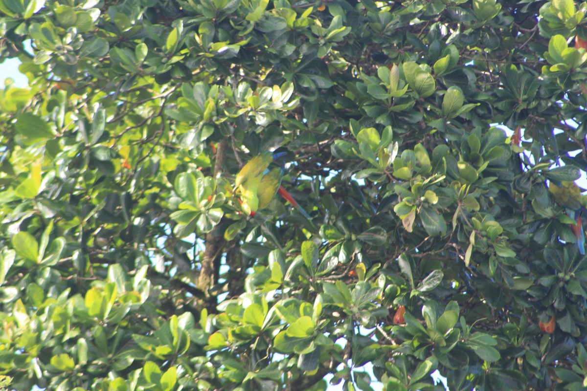 Great Green Macaw - Heidi Warner