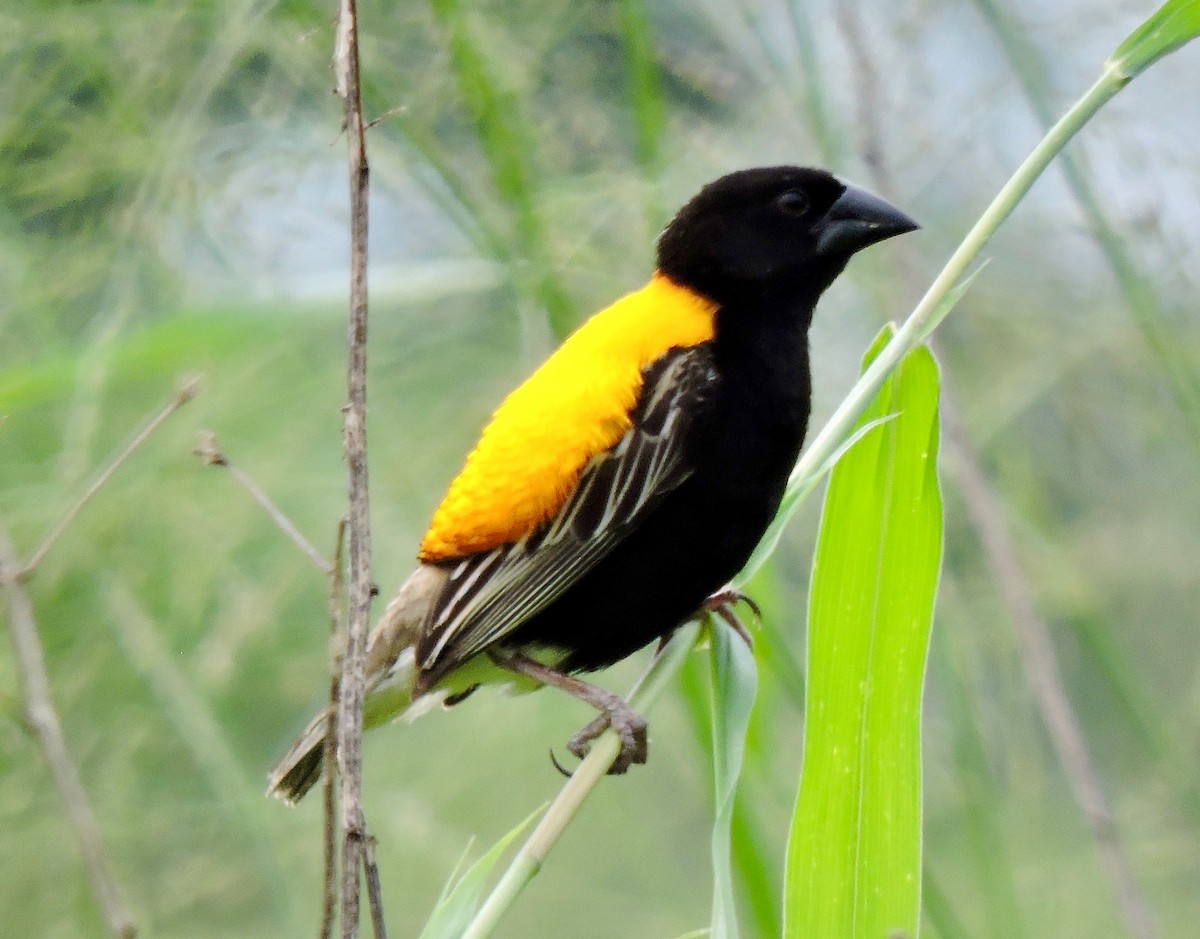 Golden-backed Bishop - Win Ahrens