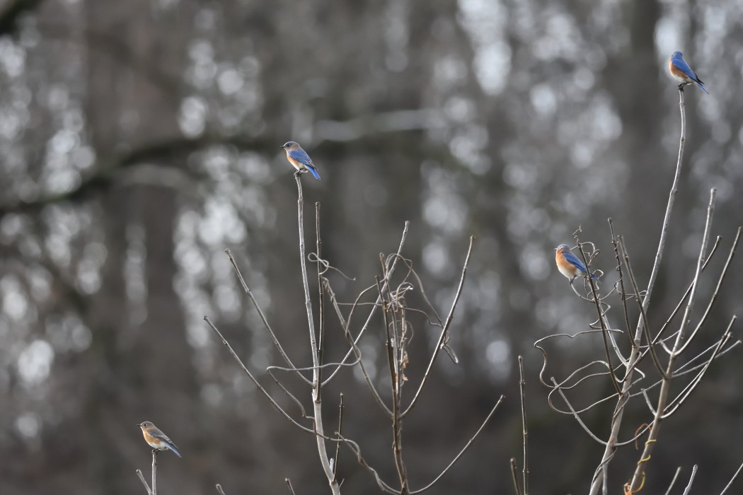 Eastern Bluebird - ML401808561