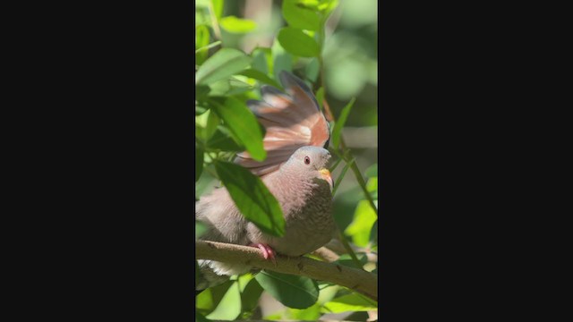 Common Ground Dove - ML401809251