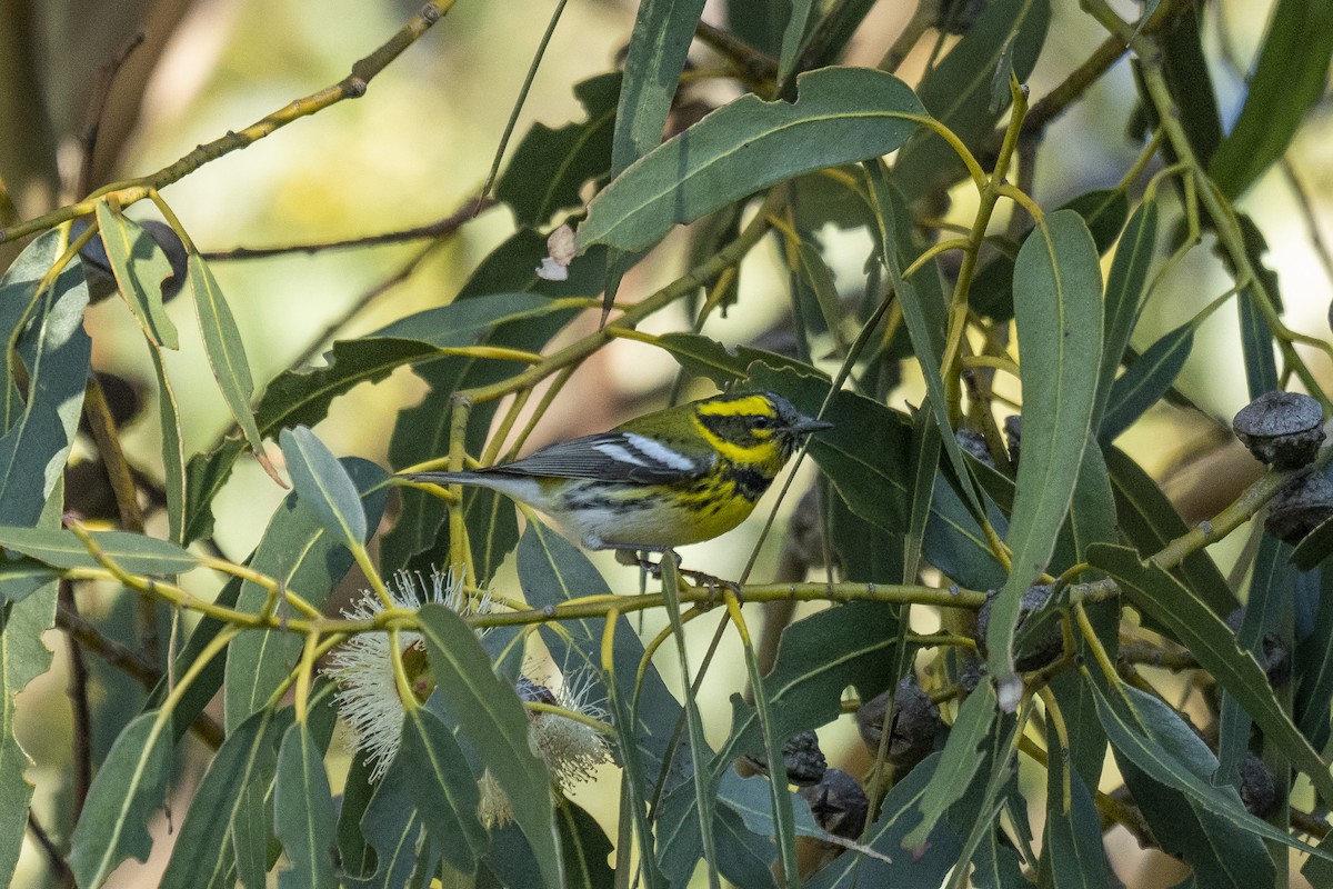 Townsend's Warbler - ML401811191