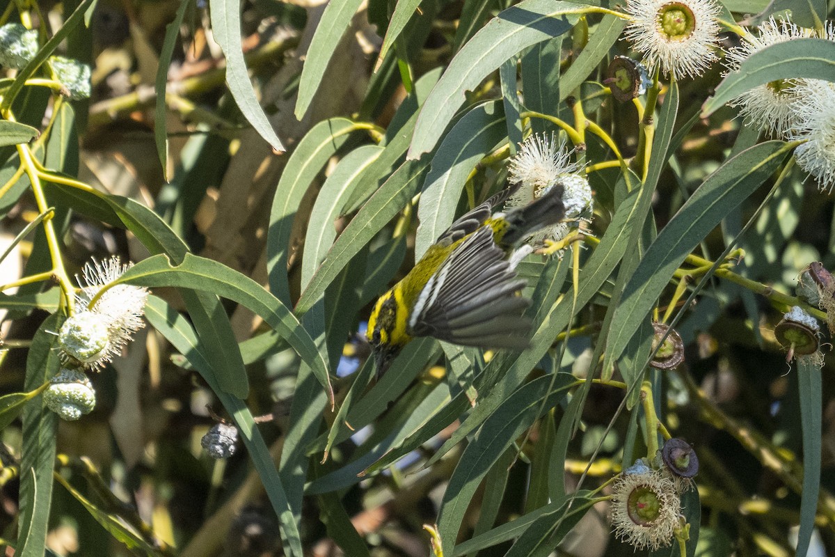 Townsend's Warbler - ML401811201