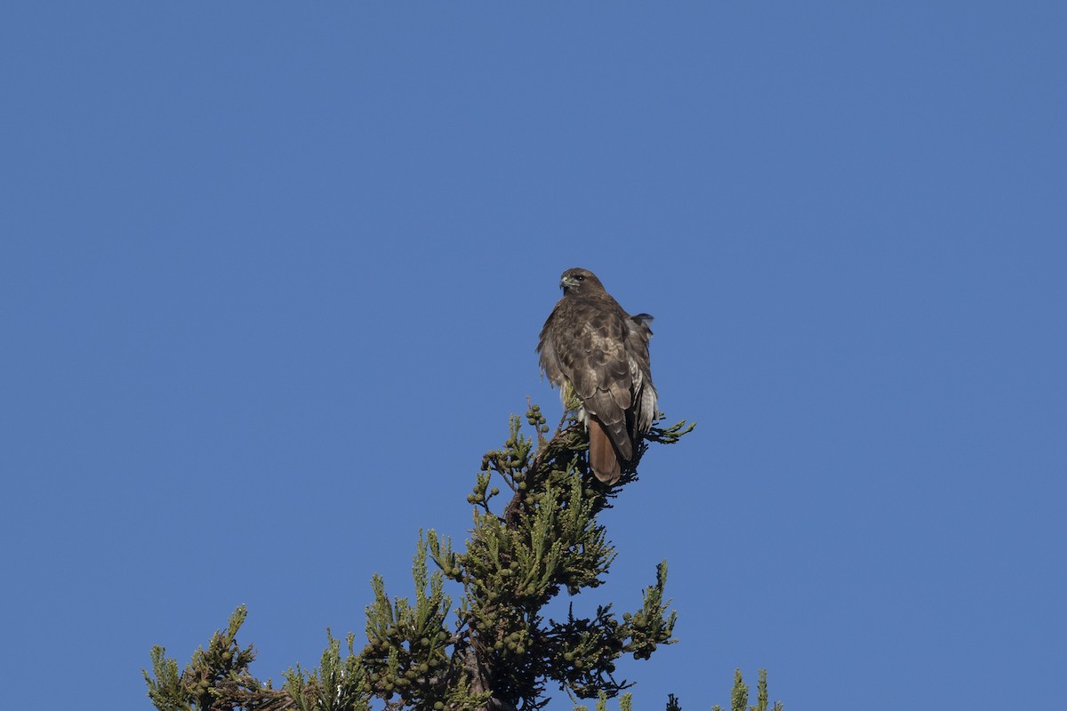 Red-tailed Hawk - ML401811281