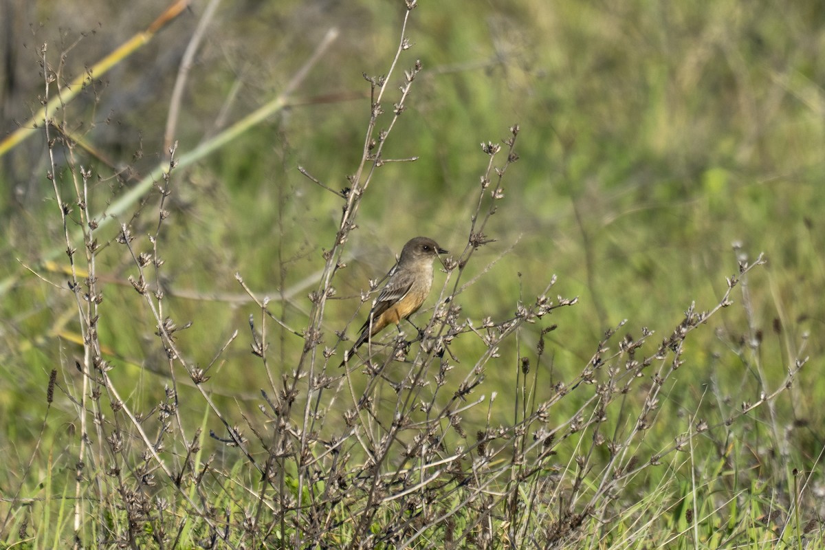 Say's Phoebe - ML401811361