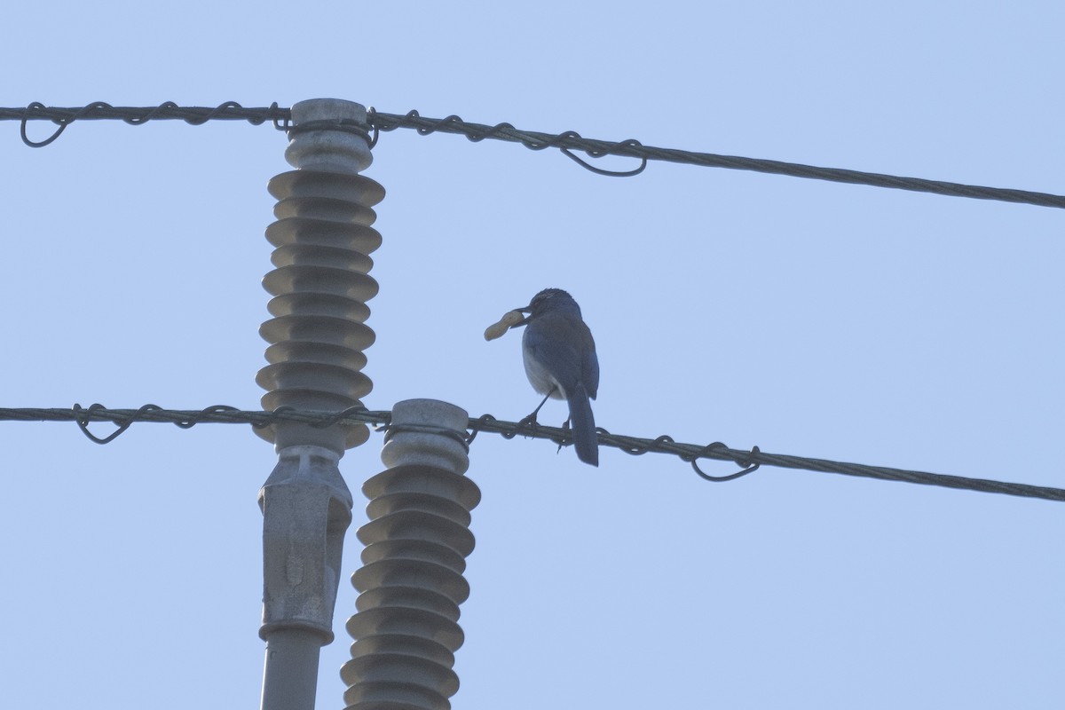 California Scrub-Jay - ML401811431