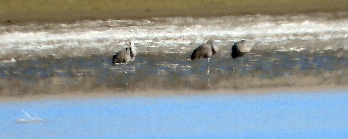 Sandhill Crane - ML401812611