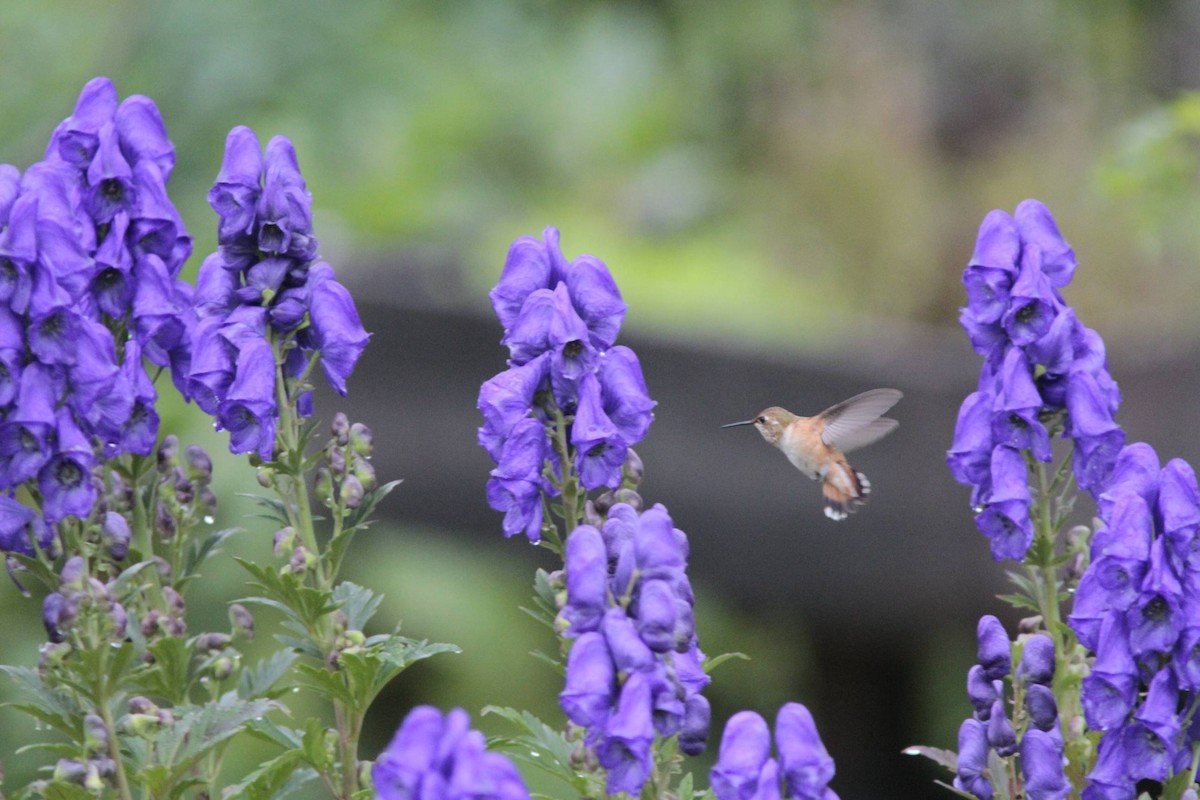 Rufous Hummingbird - Doug Hitchcox