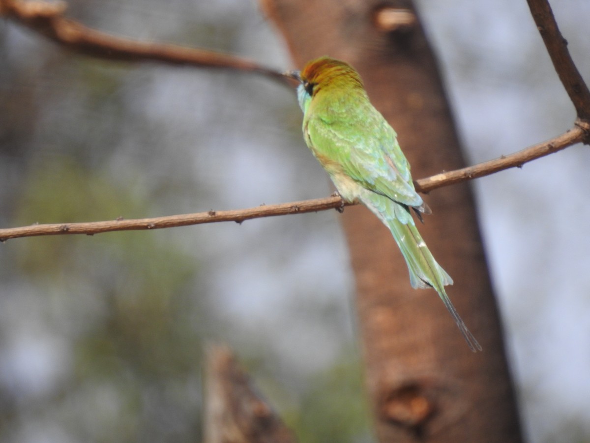 Asian Green Bee-eater - ML401814661