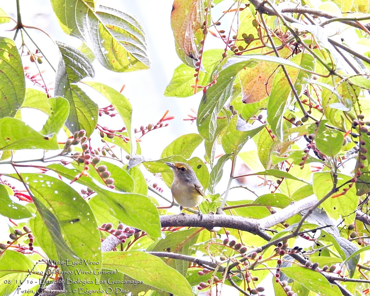 White-eyed Vireo - ML40181551