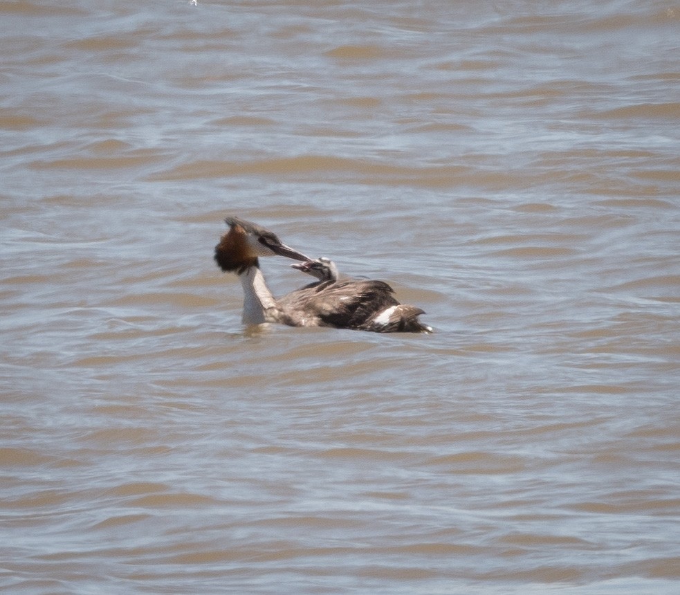 Great Crested Grebe - ML401816471