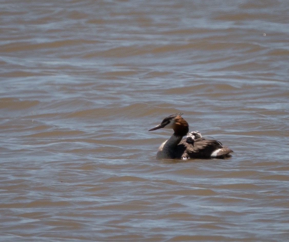 Great Crested Grebe - ML401816481