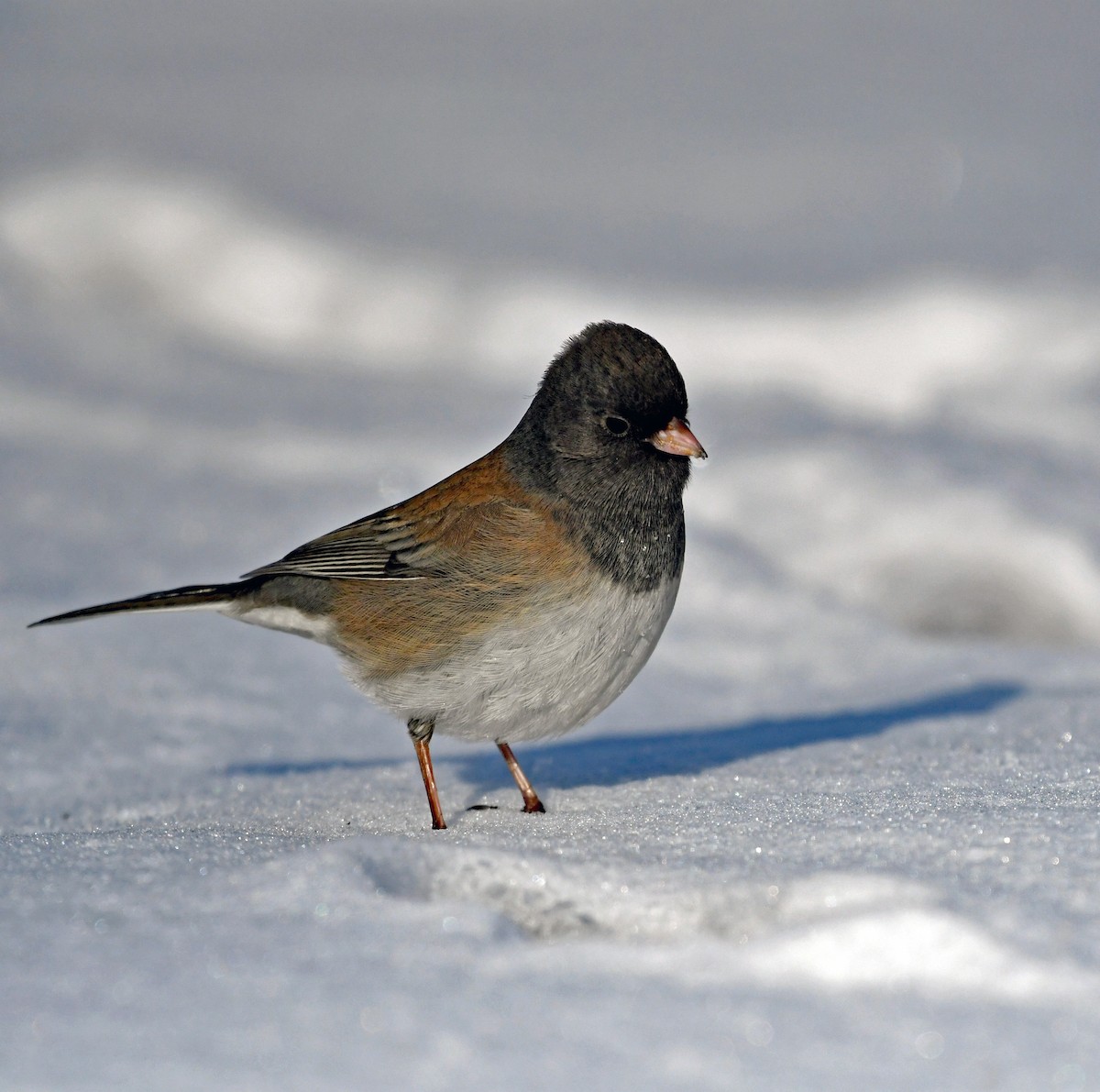 Dark-eyed Junco (Oregon) - ML401817031