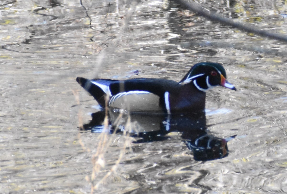 Wood Duck - ML401817221