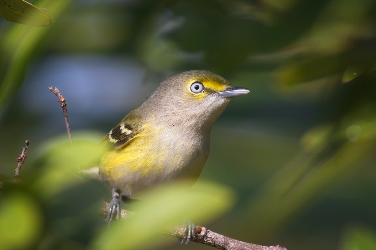 Ak Gözlü Vireo - ML401817991