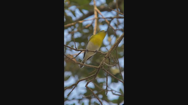 Viréo à gorge jaune - ML401818381