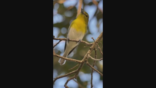 Vireo Gorjiamarillo - ML401818471