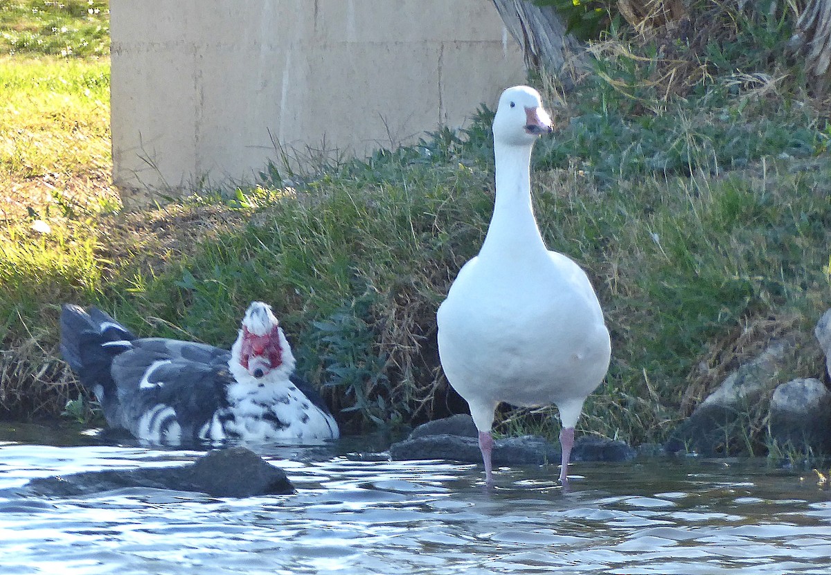 Muscovy Duck (Domestic type) - ML401818861